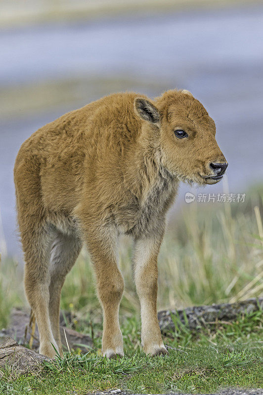 美国野牛(bison bison)，也被称为美国水牛，在怀俄明州的黄石国家公园大量发现。一只小野牛。